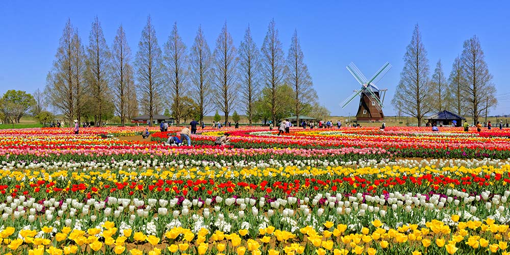 あけぼの山農業公園